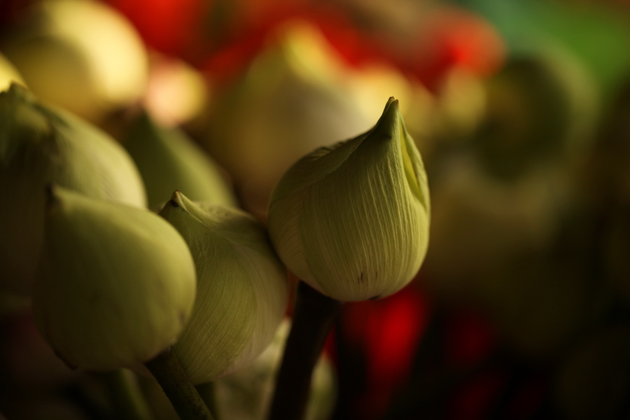 II. Luật Thiết Yếu Hằng Ngày